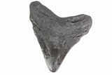 Fossil Megalodon Tooth - Georgia #151543-2